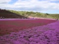 市貝の芝桜