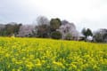 慈眼寺のしだれ桜