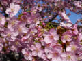 京都　桜だより　東寺①