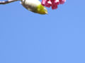 ３月２４日の桜とメジロと青空