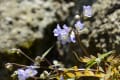 ５月の六甲高山植物園