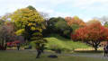 紅葉の小石川後楽園