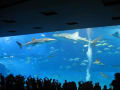 美ら海水族館　あの頃チャンネル(2010年01月10日～2010年01月16日)