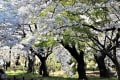 亀城公園のソメイヨシノは略満開だった、