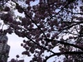 大阪の桜　平成２３年５月