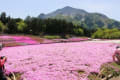 芝桜（秩父）