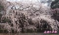 京都御苑糸桜、京都府庁の桜