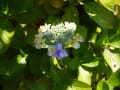 千葉ネコと植物(木々と華)