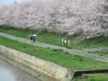 富雄川に咲く桜と憩いの場