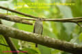 [6]Brown-streaked Flycatcher17Apr2014-05a-s.jpg