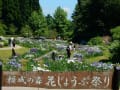 頼成の森花しょうぶの開花状況