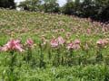 華睡ユリの園