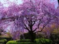 妙心寺　退蔵院の桜