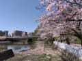 大川の桜