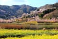 福島花見山風景２０１１年４月