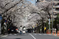 2014年3月31日 田園都市線 宮崎台駅前の桜