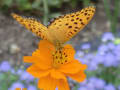 花と蝶シリーズ（長良公園）