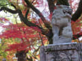 京都紅葉：八坂神社～知恩院！