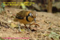 [6]Greater Necklaced Laughingthrush1Jan2012-13p-s.jpg