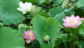咲きそろった、長池オアシスのはすの花（2012年7月29日）