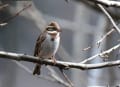 早川町で野鳥撮影