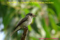 [21]Asian Brown Flycatcher8Nov2011-02p-s.jpg