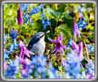 [13]13.春の花と野生動物