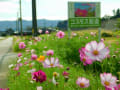 コスモス街道（掛川市）