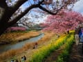 テラの四季ー春の河津桜