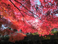 2012/11/19 滋賀県近代美術館界隈の紅葉