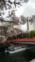 荏原神社の桜と遊覧船