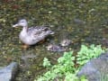 カルガモ親子の散歩　梅小路公園