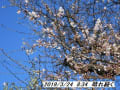 平成31年桜満開