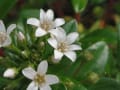 高地県西部に咲く花（夏）