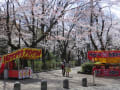 岐阜公園の桜(2013_03/30)