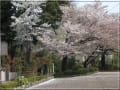 花吹雪の桜