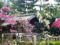 道明寺天満宮のの梅