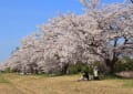 桜が満開の奈良平城宮跡・近鉄奈良線　（奈良県）