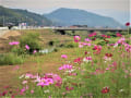 山口の風景