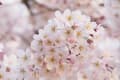 習志野の桜　３月３０日