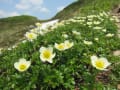 富良野岳の花