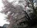 2015 こんぴらさんの桜