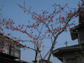 桜(陽光）の花の蜜を吸いに来るヒヨドリ