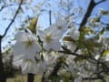 平草原公園の桜