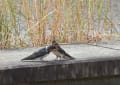 淀川河川敷の「ツバメ幼鳥」への餌渡し