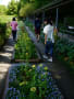 20150504_高知県立牧野植物園