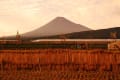 彼岸の富士山と花たち