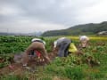 hujiさん農園での芋掘り