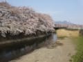 桜満開・・・・・桜のトンネル～