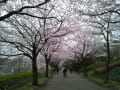 桜咲く★我が住みなれた近所の桜